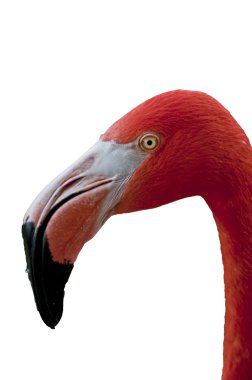 Flamingo's Profile clipart