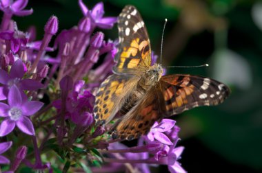 Painted Lady