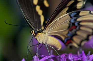 Swallowtail yakın çekim