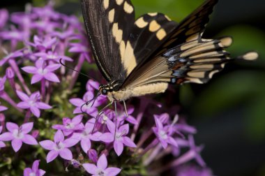 Swallowtail yakın çekim