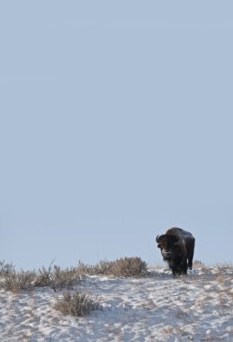 Buffalo in Winter clipart
