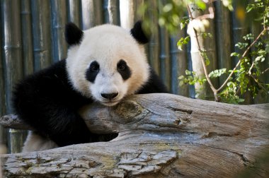 Panda.