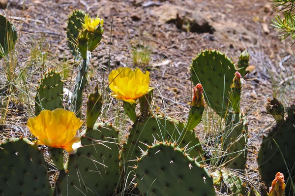 Amarelo Cacti — Fotografia de Stock