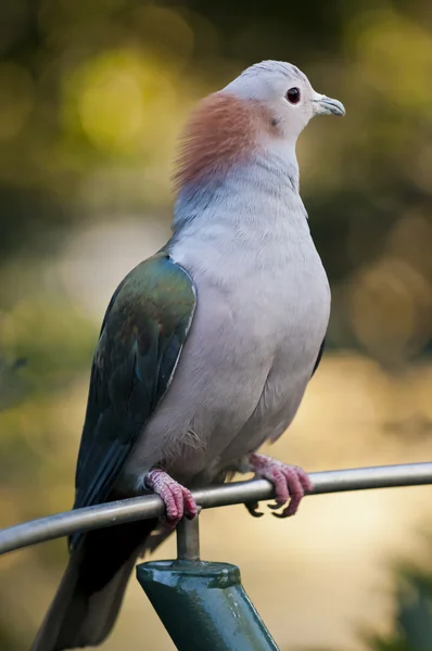 Perfil de Sulawesi Green Imperial-pigeon — Foto de Stock