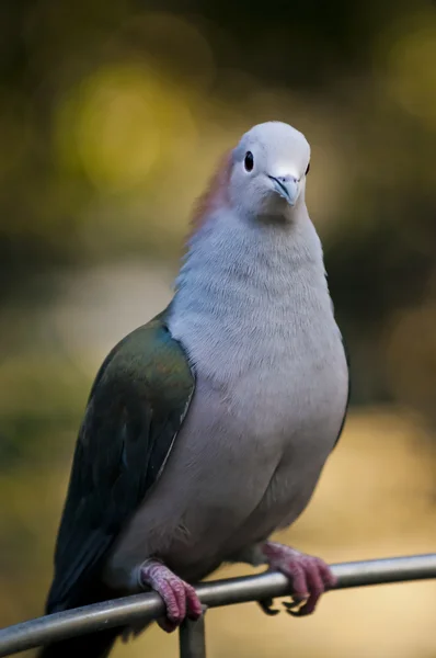 Pigeon impérial vert de Sulawesi — Photo