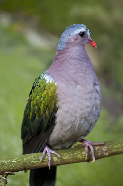 에메랄드 비둘기 — 스톡 사진