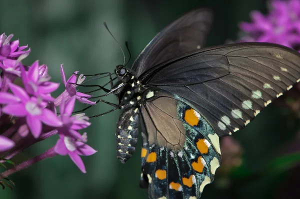 Palamedes Swallowtail — стокове фото