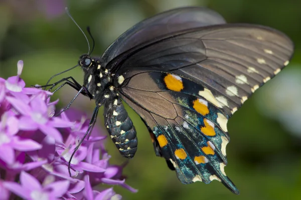 Palamedes Swallowtail — Stockfoto