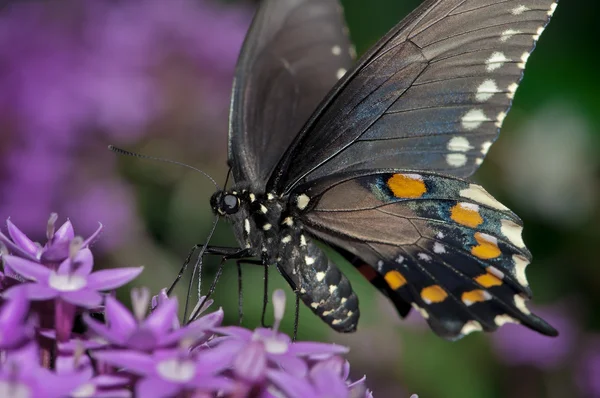 Palamedesz swallowtail — Zdjęcie stockowe