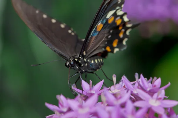Palamedes Swallowtail — стокове фото