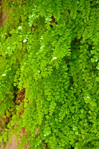 Vibrant Green — Stock Photo, Image