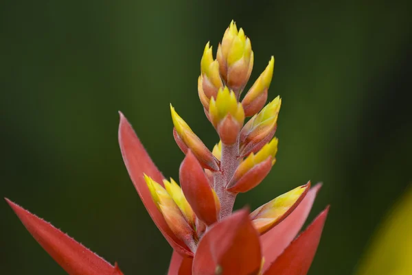 Flor amarela roxa — Fotografia de Stock
