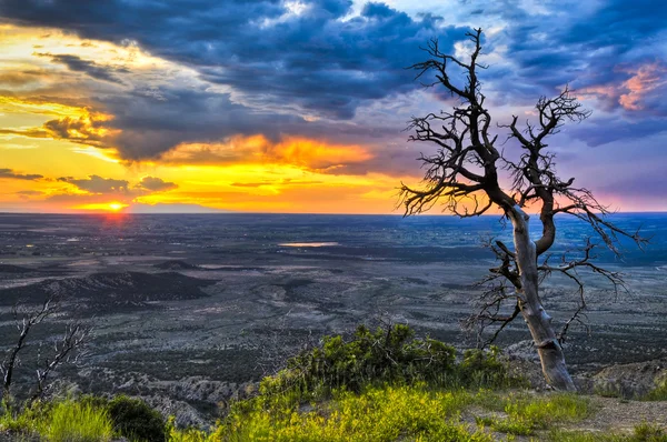 Toter Baum bei Sonnenuntergang — Stockfoto