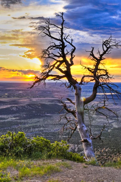 Döda trädet vid solnedgången — Stockfoto