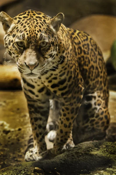 ジャガー — ストック写真