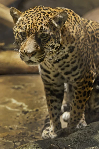 Jaguar — Zdjęcie stockowe