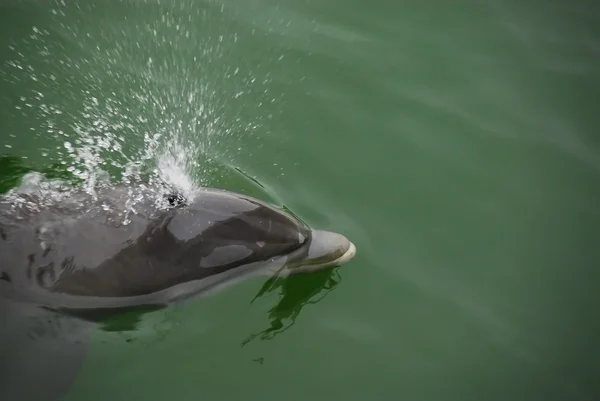 Vilda delfiner — Stockfoto