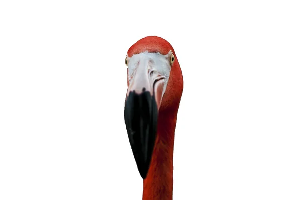 Flamingo — Stok fotoğraf