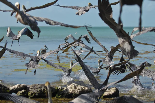 Um rebanho de pelicanos — Fotografia de Stock