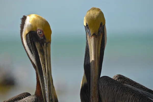 Dois pelicanos castanhos — Fotografia de Stock