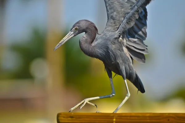Black Egret — Stock Photo, Image
