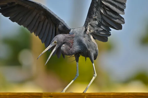 Black Egret — Stock Photo, Image