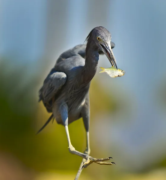 stock image Black Egret