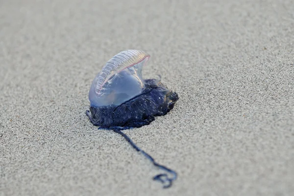 Yellyfish — Zdjęcie stockowe