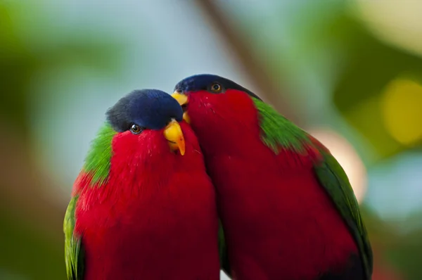 Collared Lory — Stock Photo, Image