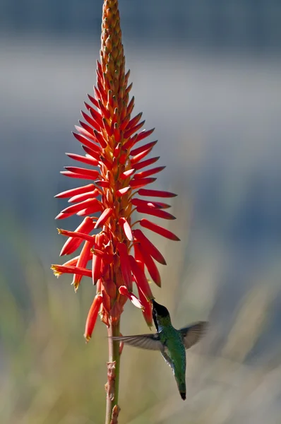 Pasăre colibri — Fotografie, imagine de stoc