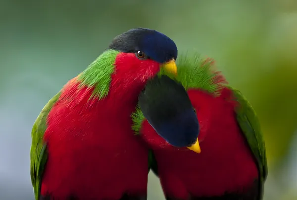 Collared Lory — Stock Photo, Image