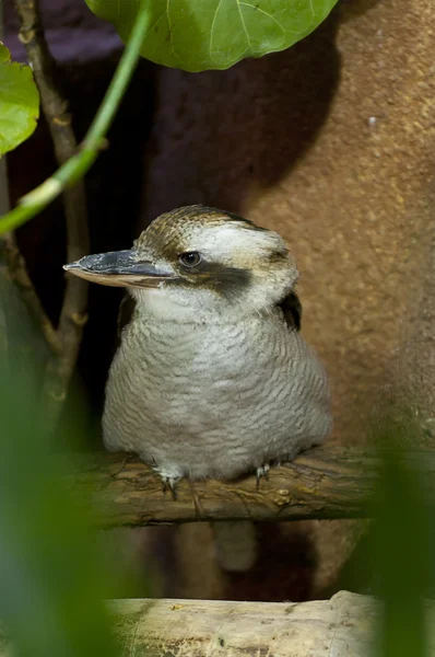 Gewone kookaburra vogel — Stockfoto