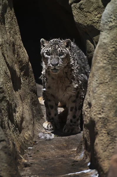 Leopardo de la nieve — Foto de Stock