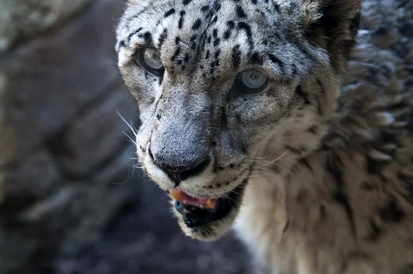 Leopardo da neve — Fotografia de Stock