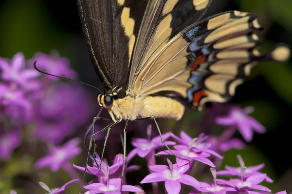 Swallowtail Закри — стокове фото