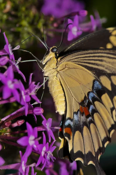 Swallowtail yakın çekim — Stok fotoğraf