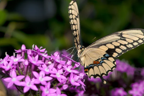 Swallowtail yakın çekim — Stok fotoğraf