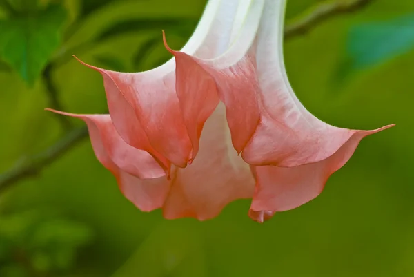 Angel's Trumpet Flower — Stock Photo, Image