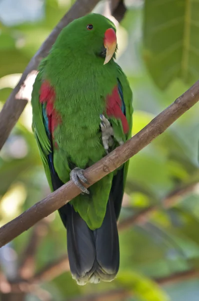 Zelený papoušek — Stock fotografie