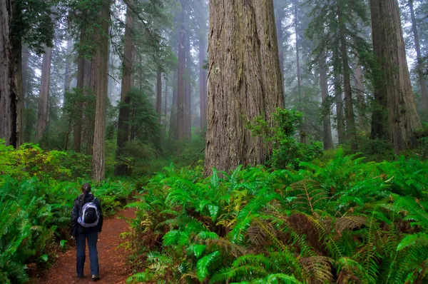 Redwoods — Fotografie, imagine de stoc