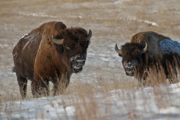 Búfalo en invierno —  Fotos de Stock