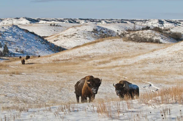 Büffel im Winter — Stockfoto