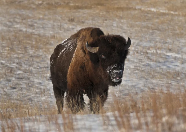 Buffalo på vintern — Stockfoto