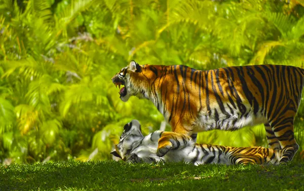 Bengalen tijgers — Stockfoto