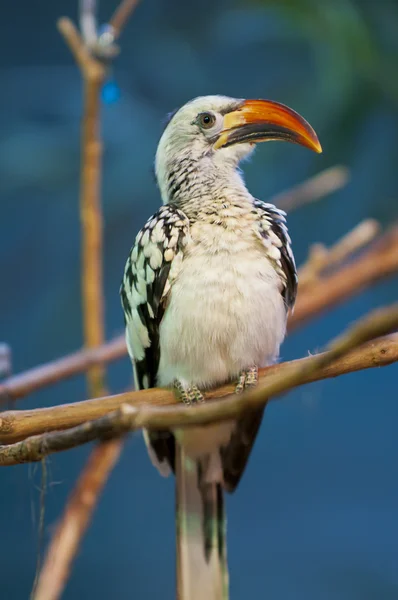 빨간 청구 hornbill — 스톡 사진