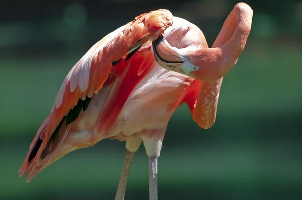 stock image Flamingo