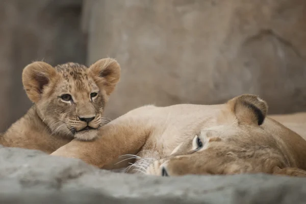 Lion Cub и взрослая львица — стоковое фото
