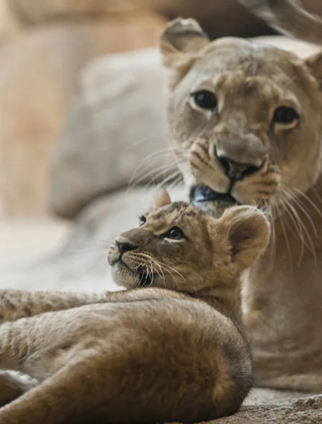 Leeuw cub en volwassene Leeuwin — Stockfoto