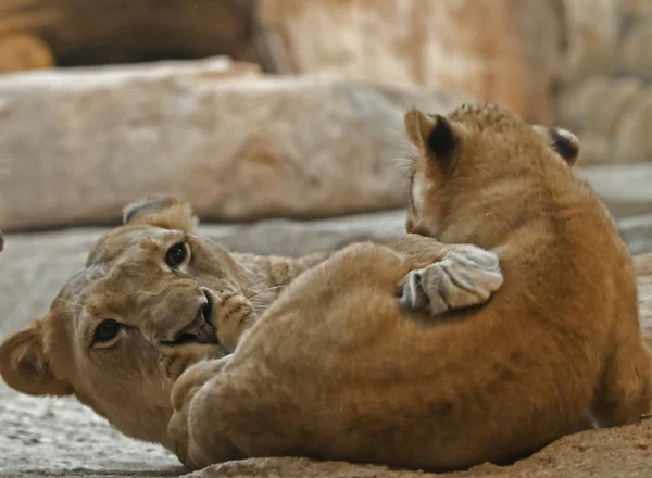Lion louveteau et lionne adulte — Photo