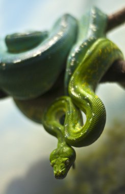 Green Python clipart